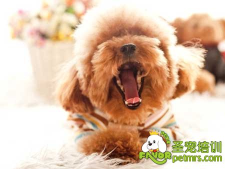 狗狗牙齒護理