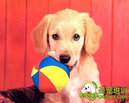 室內養狗