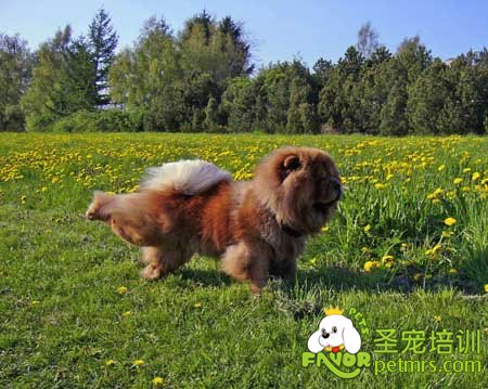 松獅犬美容與護理