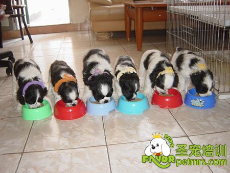 可卡幼犬食物的選擇