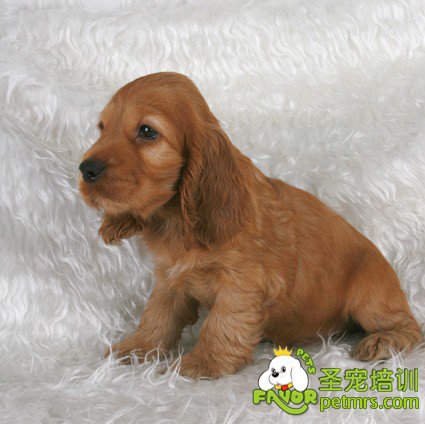 可卡幼犬