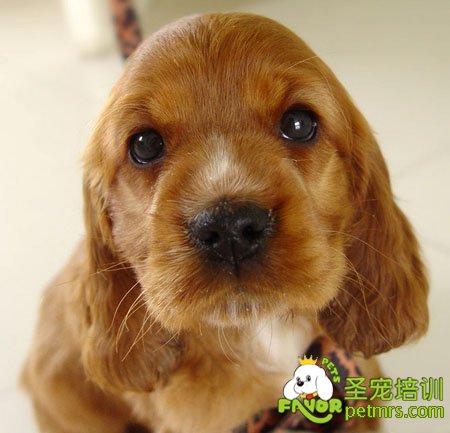 可卡幼犬狗糧的選擇