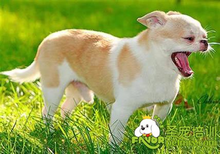 狗狗秋季毛發護理