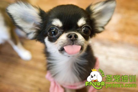吉娃娃犬的飼養(yǎng)
