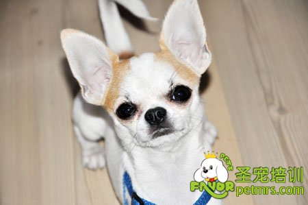 吉娃娃犬的日常飼養