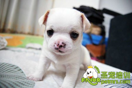 吉娃娃犬