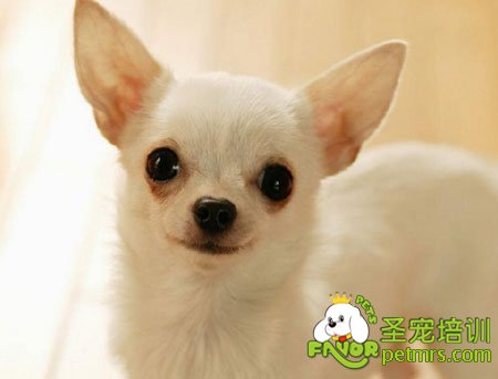 吉娃娃犬