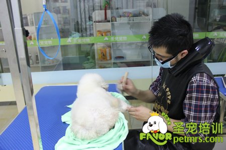 圣寵學員貴賓犬實操課