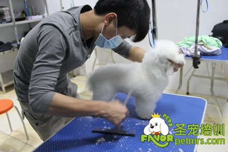 圣寵寵物學員實操課修剪