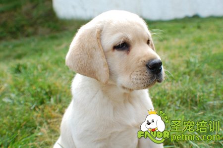 拉布拉多犬
