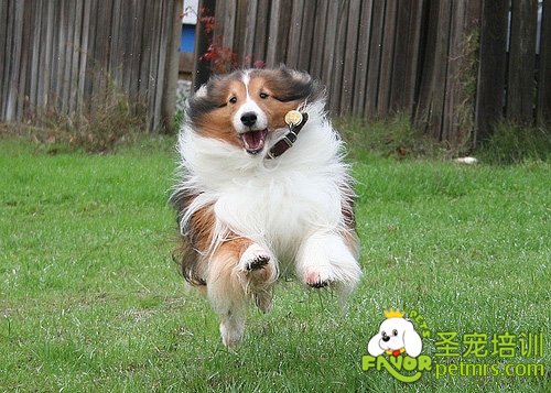 喜樂蒂犬