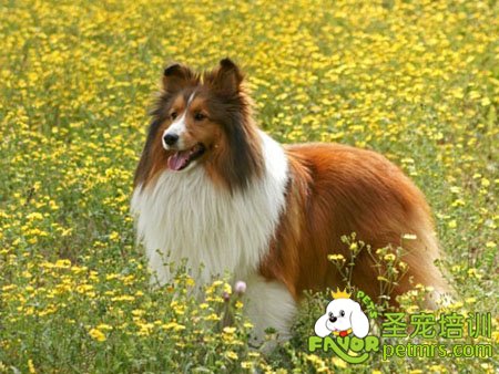 喜樂蒂犬
