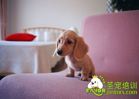 可愛(ài)的狗狗