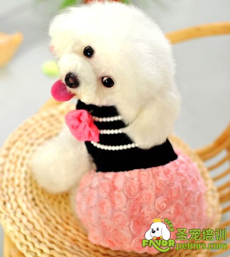狗狗冬季飼養