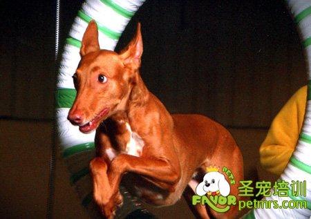 法老王獵犬