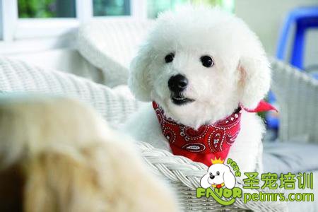 可愛狗狗