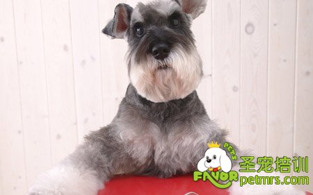 雪納瑞犬美容