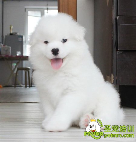 狗狗剪毛注意事項