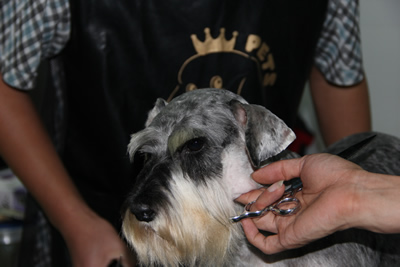 雪納瑞犬
