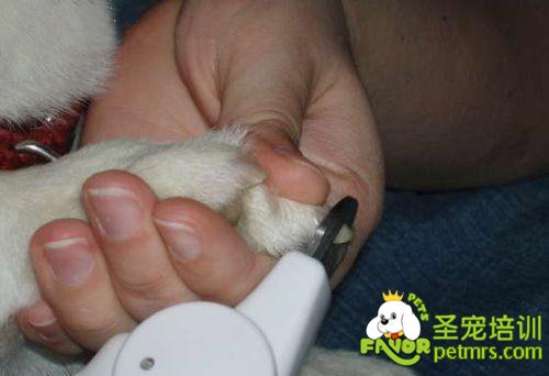 給狗狗剪指甲