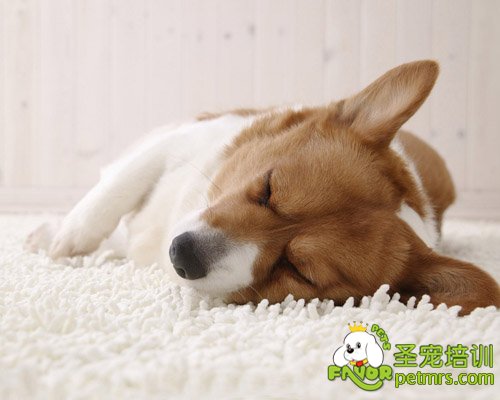家居狗狗美容