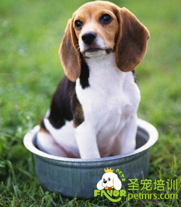 給狗狗洗澡