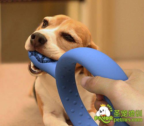 比格犬