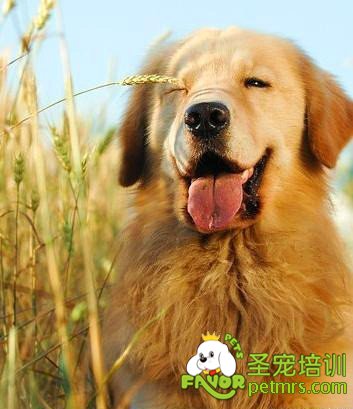 狗狗體臭