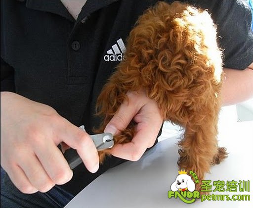 狗狗的爪子