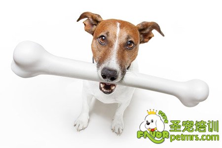 狗狗牙齒