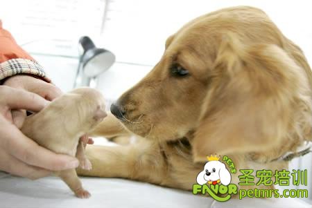 金毛犬