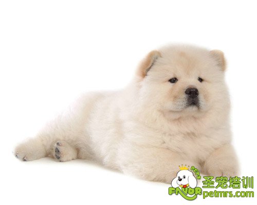 松獅犬