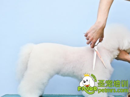 給狗狗美容