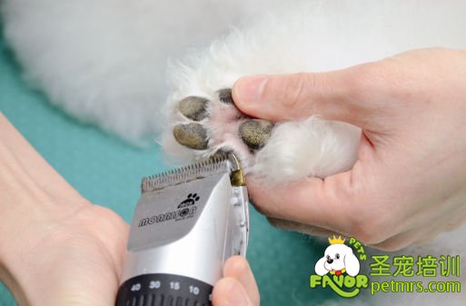 狗狗腳底毛修剪