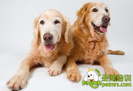 金毛犬