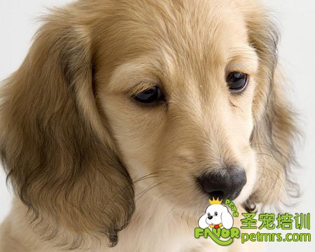 金毛犬