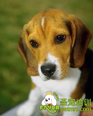 比格犬