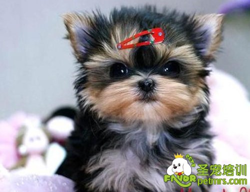約克夏犬