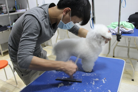 圣寵寵物美容學校學子