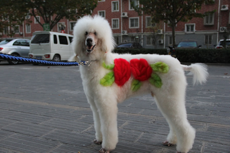 巨型貴賓犬學員作品