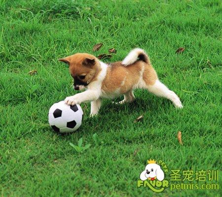 可愛的狗狗