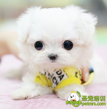可愛的狗狗-博美犬