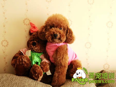 泰迪犬