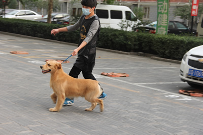 青春激昂的圣寵學(xué)子