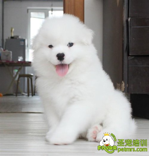 幼犬飼養