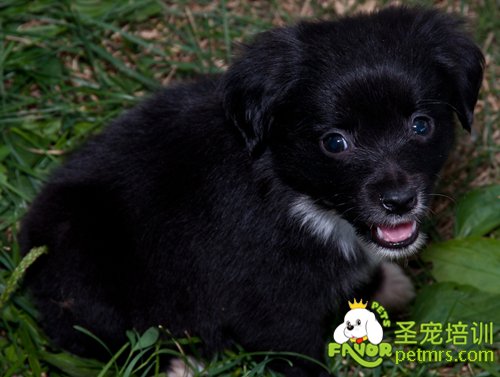 幼犬