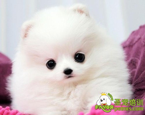 博美犬