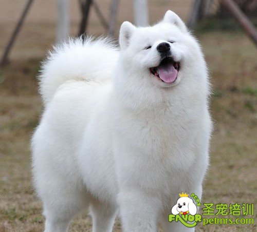 薩摩耶犬