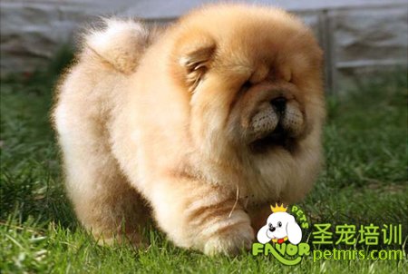 松獅犬
