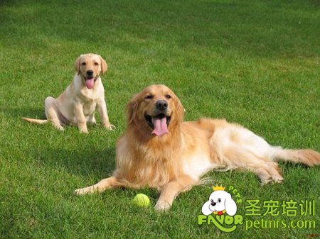 狗狗產(chǎn)后護(hù)理知識(shí)